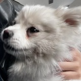 袁裤头儿