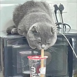 精神内猫