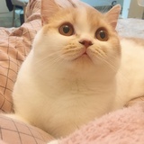 家有一只笨lulu
