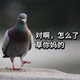 泥蝶蝶