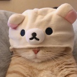 回归原始