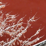 雪里红