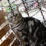 松鹤