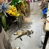 遇乐