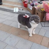 啊丘丘