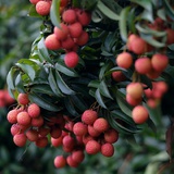 橙荔枝
