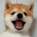 喵咪