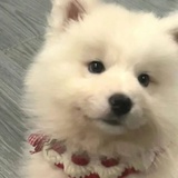 奶酪包