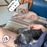 宠到家宠物寄养