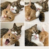 白羊的瘦猴