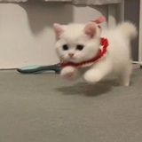 草莓大布丁