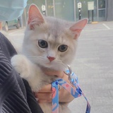 不吃海胆