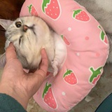 王二五子