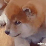 古斑斓