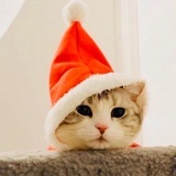 不要小瞧一只猫