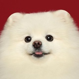 笙歌