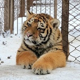 猎奇小白花
