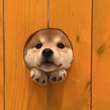 咸鱼仔