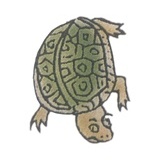 盲龟瞪黄豆
