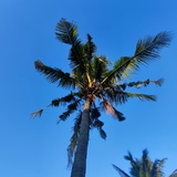 siam