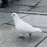 麻油绿豆冰糕