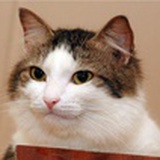 外星猫