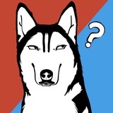 不正经猫狗研究