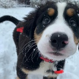雪中送狗