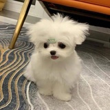 王茉莉