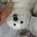 神