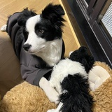 歪宝梦女