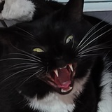 招财是个臭居居