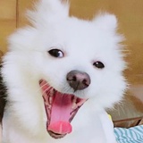 又不是不甜