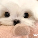 哔卡比卡