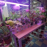 茜茜花园🦋