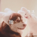Bobi不吃鱼