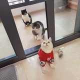 猫卡到臭豆腐里