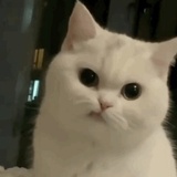 菈菈