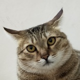 陈憨憨
