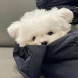 富贵鲤