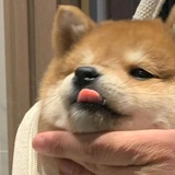 先知