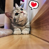 子休最可爱