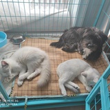 猫飞狗跳