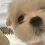 红花继木满天星