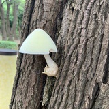 钱大大