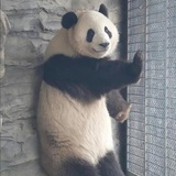 柳如是是柳如是