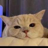 临枫眠
