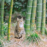 林钟夏语