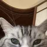 啾啾酱