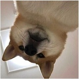 长出小尾巴